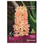 Гиацинт Поиск Бестселлер, 3 шт (kastd)