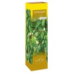 Саженцы Актинидия женская (kastd)