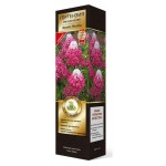 Гортензия метельчатая Поиск Фрайз Мелба (kastd)