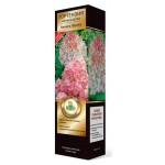 Гортензия метельчатая Поиск Ваниль Фрайз (kastd)