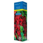 Лимонник китайский Поиск (kastd)