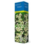 Актинидия Поиск (kastd) Актинидия Поиск (kastd)