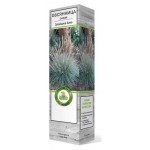 Овсяница Поиск Сизая (kastd)