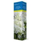 Гортензия метельчатая Поиск (kastd)