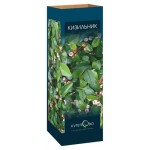 Кизильник блестящий (kastd)