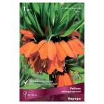 Рябчик Поиск Императорский Аврора, 1 шт (kastd)