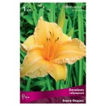 Лилейник Поиск Микс, 1 шт (kastd)