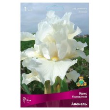 Ирис бородатый Поиск микс, 1 шт (kastd) в магазинах Ашан