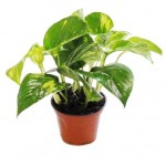 Эпипремнум, d 10 см (kastd)