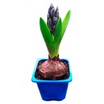 Гиацинт 1 луковица, d 7 h 15 см (kastd)