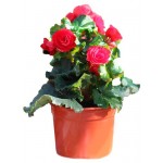 Бегония Элатиор, d 12 h 25 см (kastd)