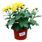 Хризантема, d 12 h 30 см (kastd)