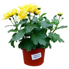 Хризантема, d 12 h 30 см (kastd) в магазинах Ашан