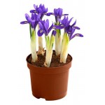 Ирис 5 луковиц, d 10 h 30 см (kastd)