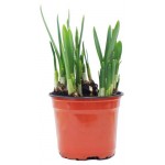 Нарцисс 5 луковиц, d 12 h 35 см (kastd)