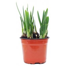 Нарцисс 5 луковиц, d 12 h 35 см (kastd) в магазинах Ашан