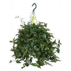 Традесканция зеленая Тимирязевский питомник, d 12 см (kastd) в магазинах Ашан