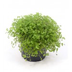 Солейролия Тимирязевский питомник, d 12 см (kastd)