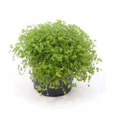 Солейролия Тимирязевский питомник, d 12 см (kastd) в магазинах Ашан