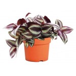 Традесканция Зебрина Тимирязевский питомник, d 11 h 20 см (kastd)