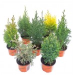 Кониферен d 13 h 30 см (kastd)