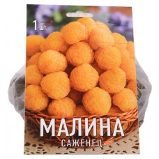 Саженцы Поиск Малина, 1 шт (kastd) в магазинах Ашан