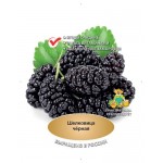 Саженцы Поиск Шелковица (kastd)