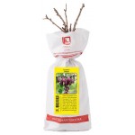 Саженцы Поиск Крыжовник в пакете, 1 шт (kastd)