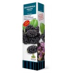 Саженцы Поиск Шелковица, 1 шт (kastd)