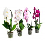 Орхидея Фаленопсис Каскад 1 стебель, d 12 h 55 см (kastd)