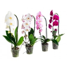 Орхидея Фаленопсис Каскад 1 стебель, d 12 h 55 см (kastd) в магазинах Ашан