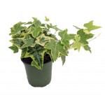 Хедера, d 9 h 20 см (kastd)