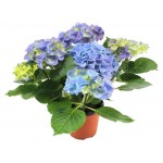 Гортензия Макрофилла, h 10,5 см (kastd)