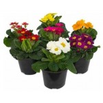 Примула, d 11 h 15 см (kastd)