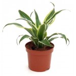 Драцена Серпрайз, d 9 h 20 см (kastd)