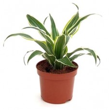 Драцена Серпрайз, d 9 h 20 см (kastd) в магазинах Ашан