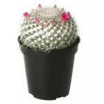 Кактус Маммиллярия, d 5 h 5 см (kastd)