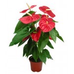 Антуриум Андреанум, d 17 h 70 см (kastd)