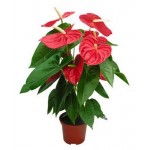 Антуриум Андреанум, d 14 h 50 см (kastd)