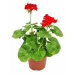 Пеларгония зональная, d 12 h 35 см (kastd)