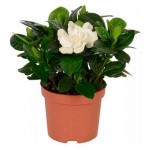 Гардения жасминовидная, d 9 h 15 см (kastd)