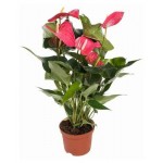 Антуриум Андре Микс, d 12 h 40 см (kastd) Антуриум Андре Микс, d 12 h 40 см (kastd)