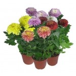 Хризантема Зембла, d 13 h 35 см (kastd)