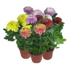 Хризантема Зембла, d 13 h 35 см (kastd) в магазинах Ашан