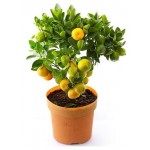 Цитрофортунелла микс, d 12 h 30 см (kastd)