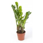 Замиокулькас, d 12 h 50 см (kastd)