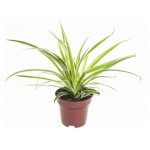 Хлорофитум, d h 20 7 см (kastd)