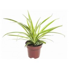 Хлорофитум, d h 20 7 см (kastd) в магазинах Ашан