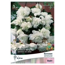 Луковичные цветы Поиск Бегония, 1 шт (kastd) в магазинах Ашан