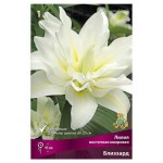 Луковичные цветы Поиск Лилия восточная, 1 шт (kastd)